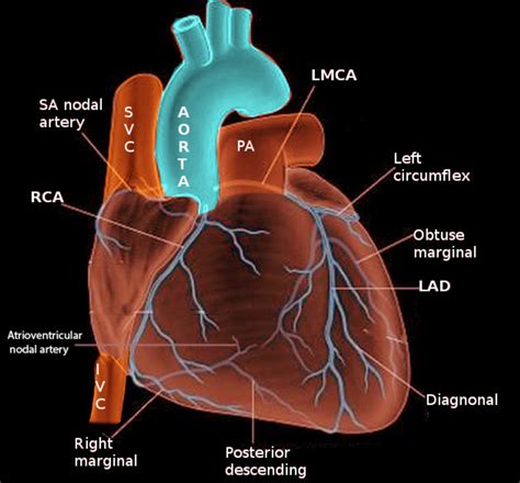 what are the coronary arteries.